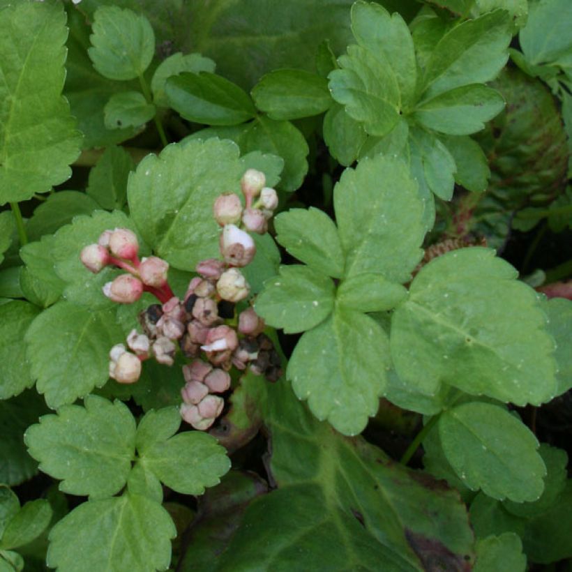 Bergenia Hybride Baby Doll - Plante des savetiers (Foliage)