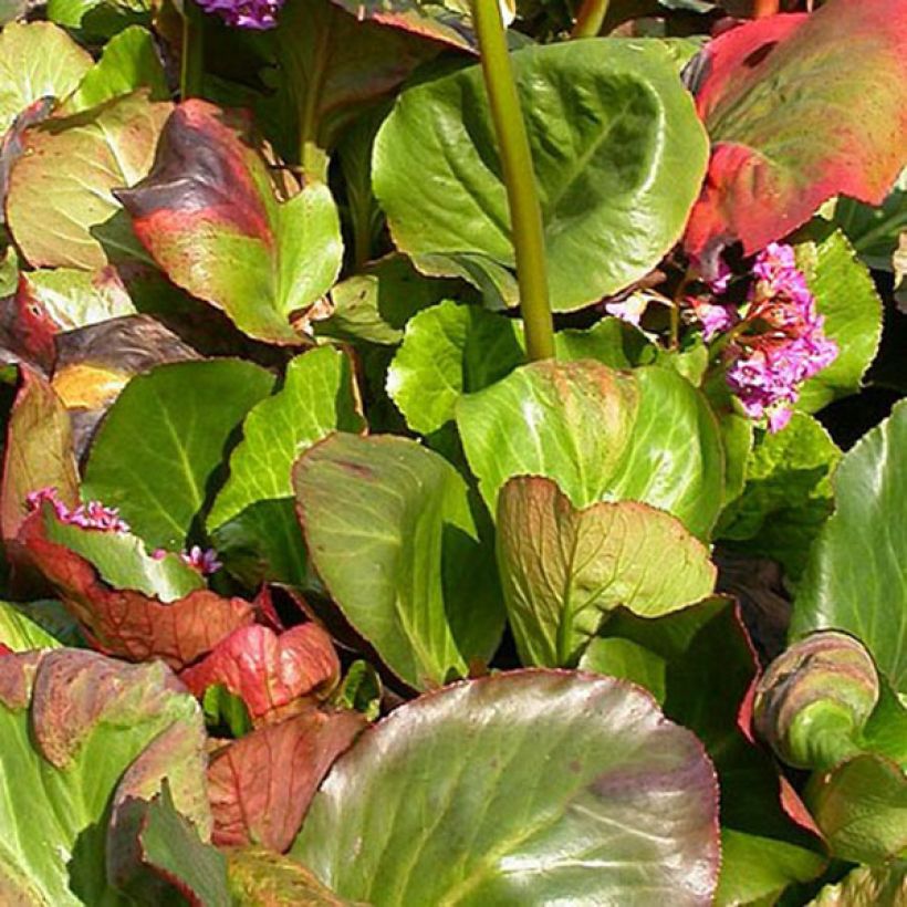Bergenia Bartok - Plante des savetiers (Foliage)