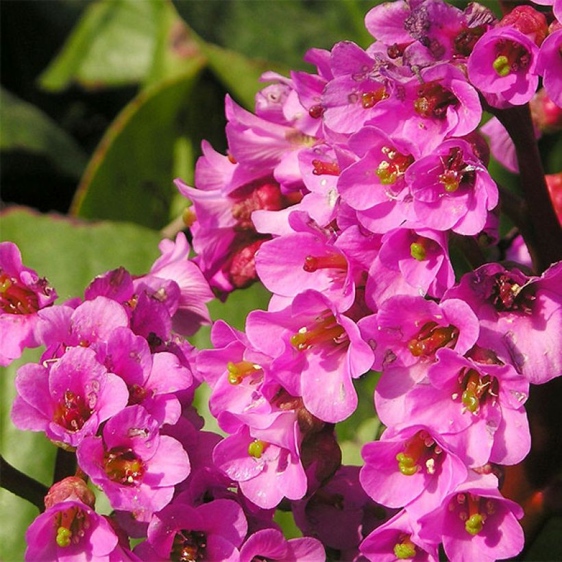 Bergenia Bartok - Plante des savetiers (Flowering)