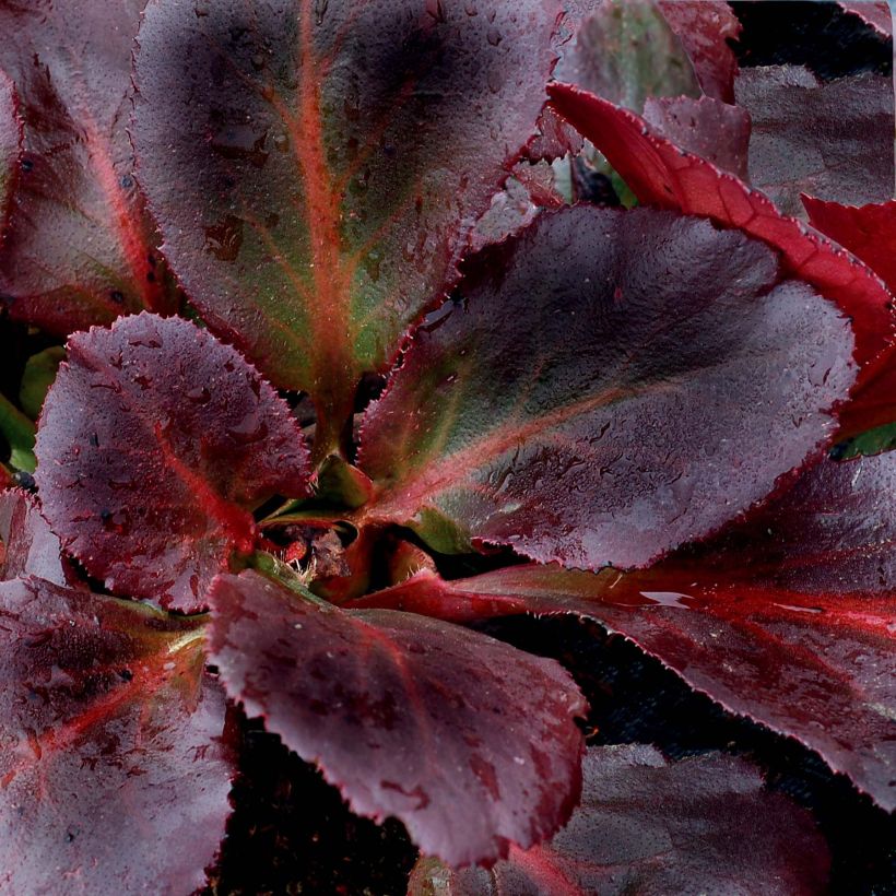 Bergenia Eden's Dark Margin (Foliage)