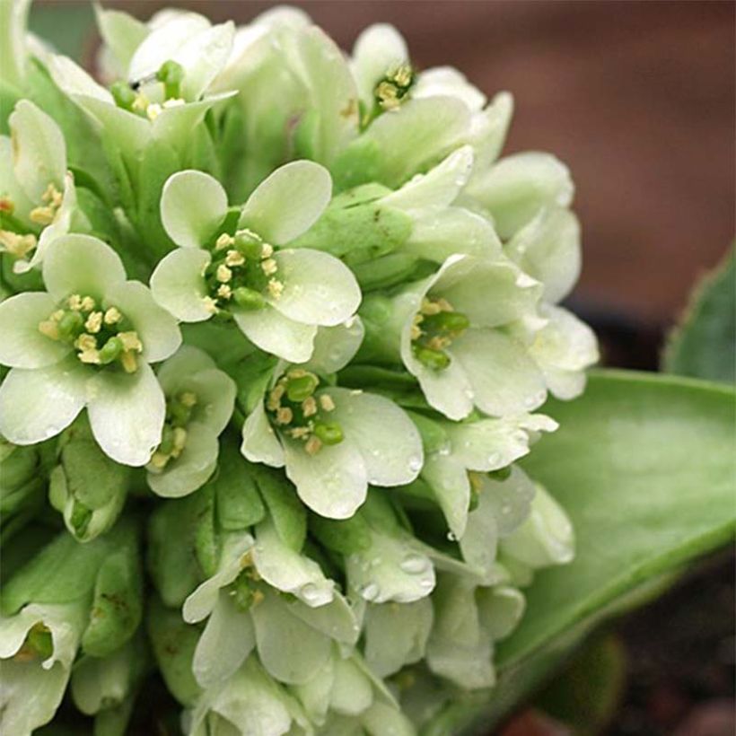 Bergenia Ice Queen - Plante des savetiers (Flowering)