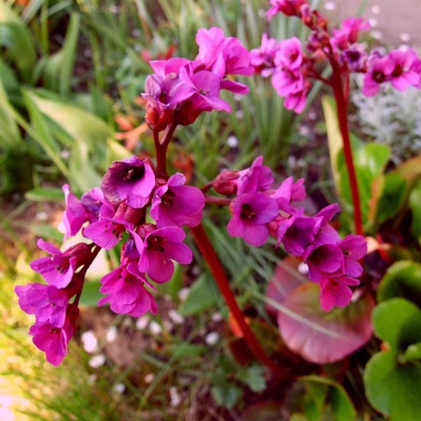 Bergenia Ouvertüre (Flowering)