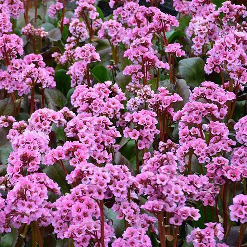Bergénia Spring Fling (Flowering)
