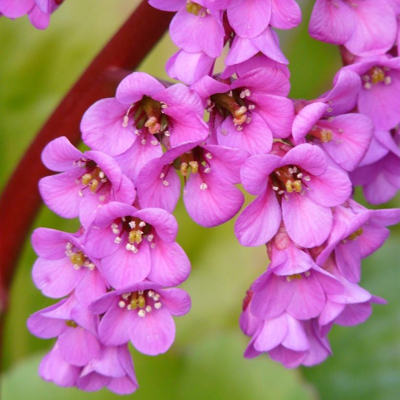 Bergénia Winterglut (Flowering)
