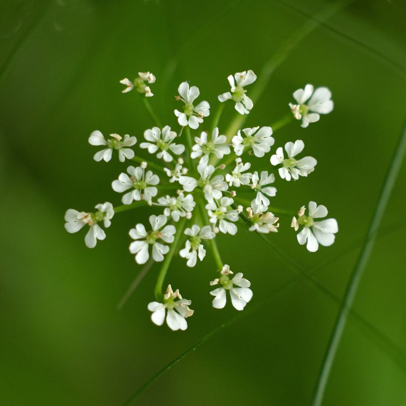Berula erecta - Berle dressée, Cresson sauvage (Flowering)