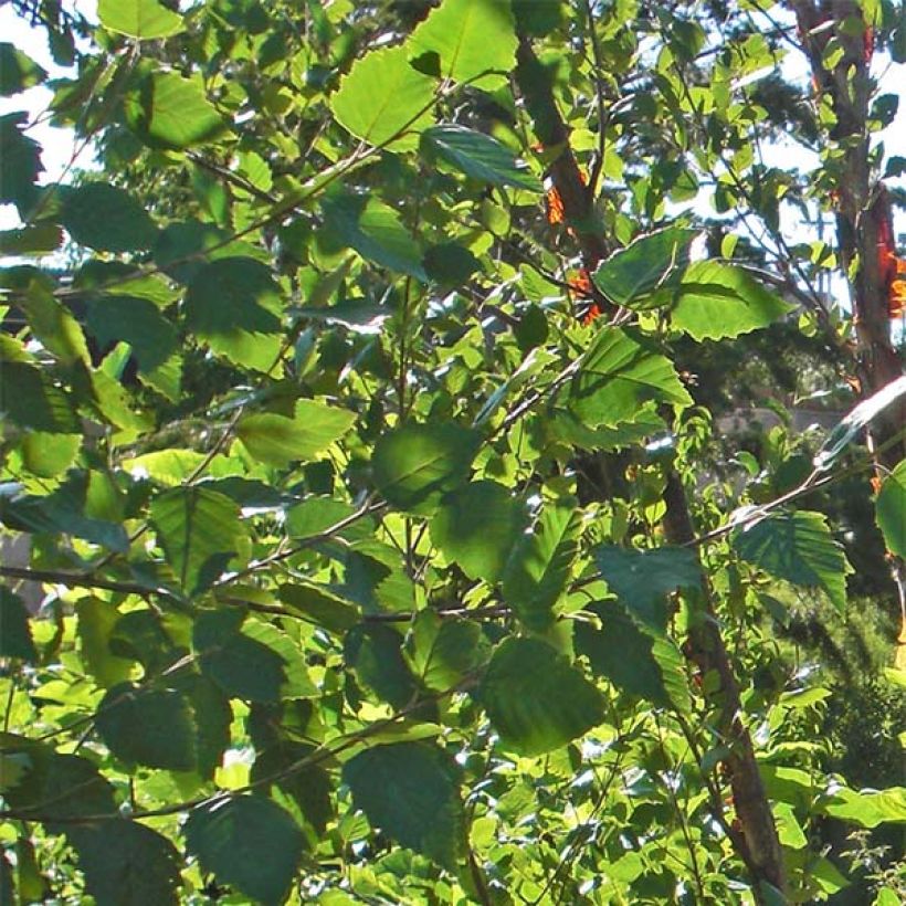 Bouleau noir - Betula nigra Heritage (Foliage)