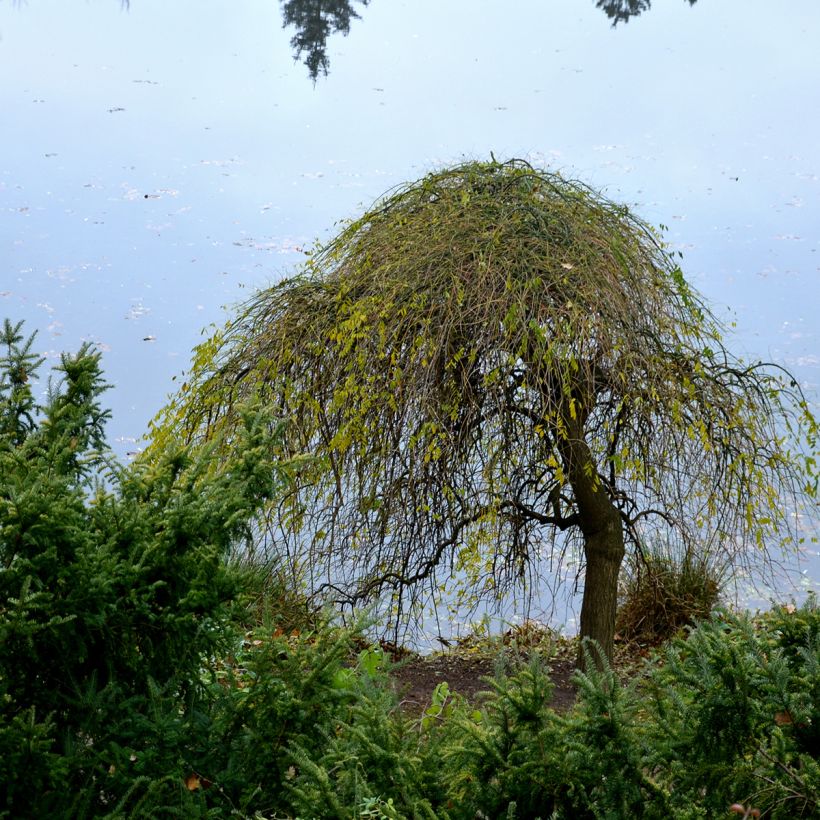 Betula pendula Magical Globe - Bouleau commun (Plant habit)