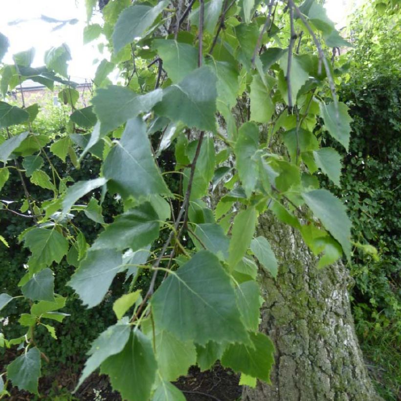 Betula pendula Tristis - Bouleau pleureur (Foliage)