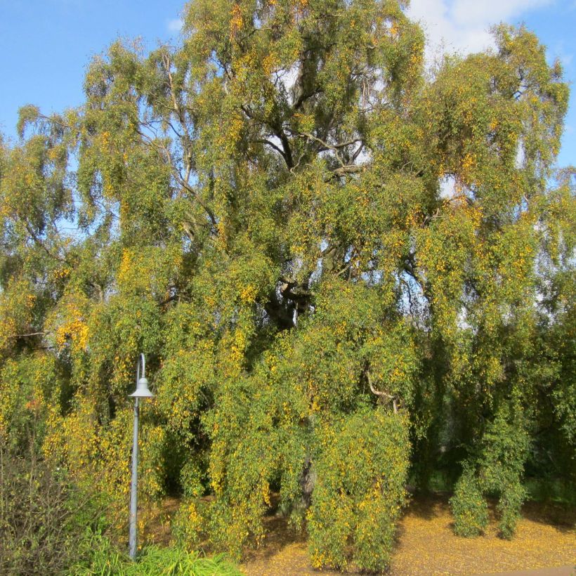 Betula pendula Tristis - Bouleau pleureur (Plant habit)
