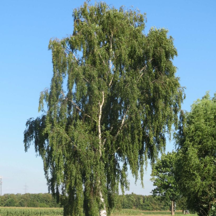 Betula pendula (alba, verrucosa) (Plant habit)