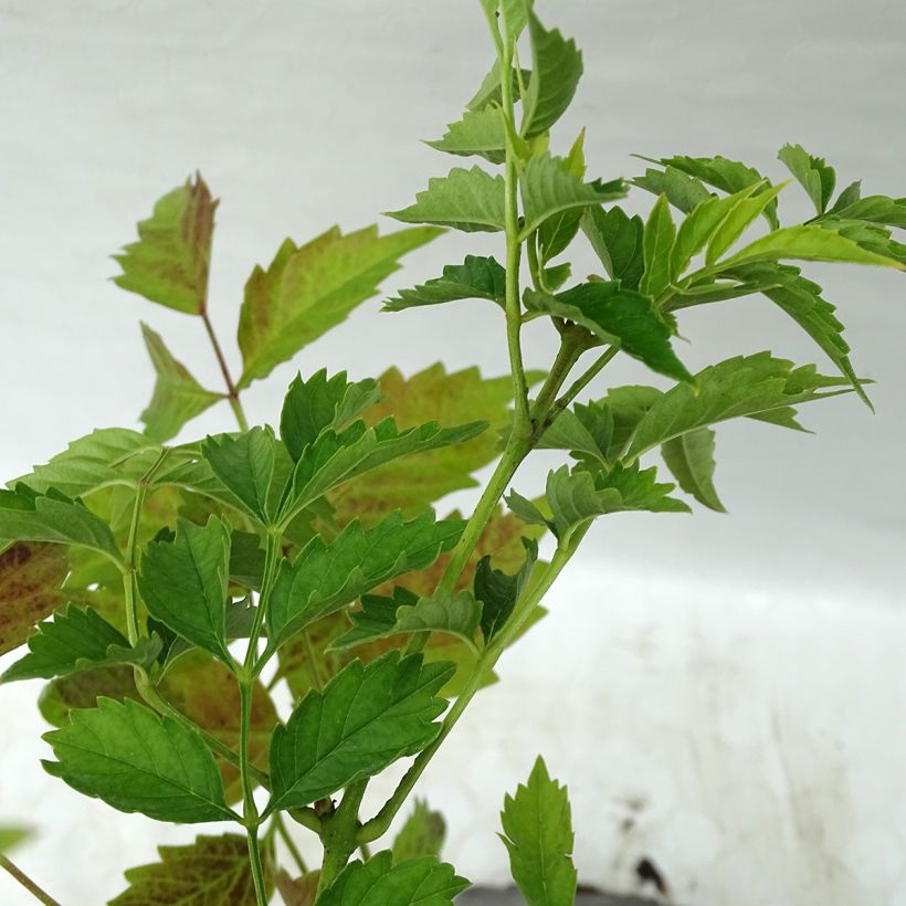 Bignone - Campsis tagliabuana Summer Jazz Gold (Foliage)