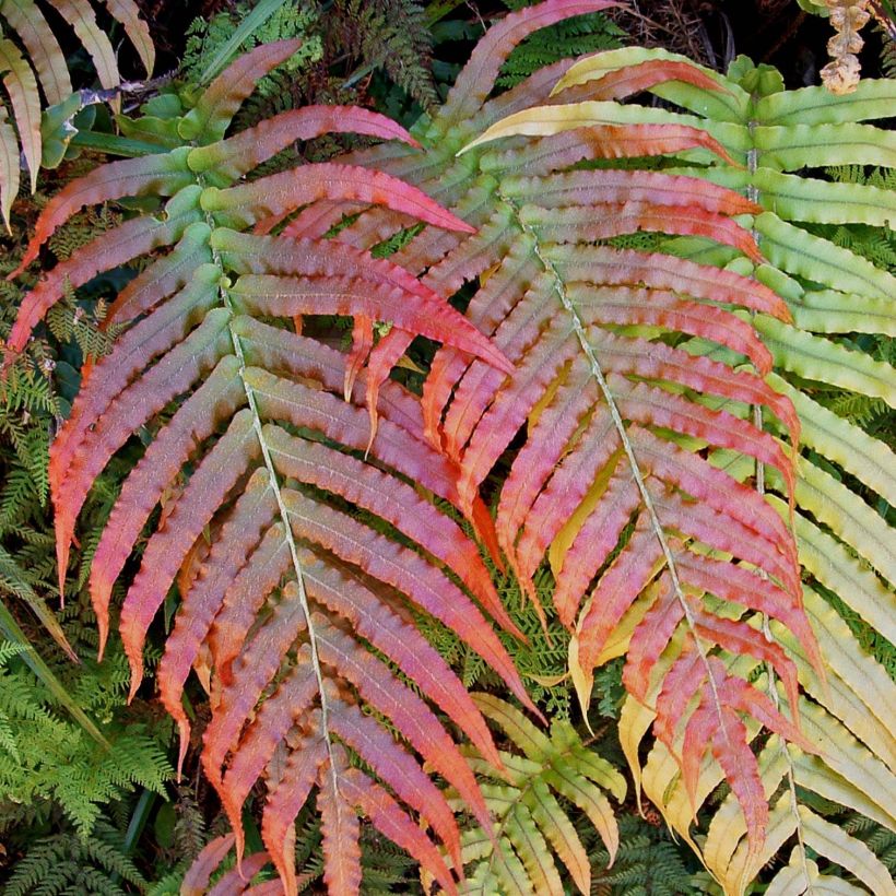 Blechnum novae-zelandiae (Foliage)