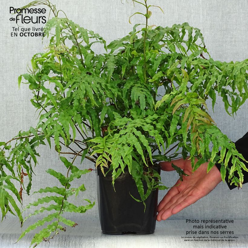 Example of Blechnum novae-zelandiae Pot de 3L/4L as you get in automne