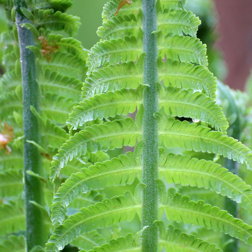 Blechnum discolor (Foliage)