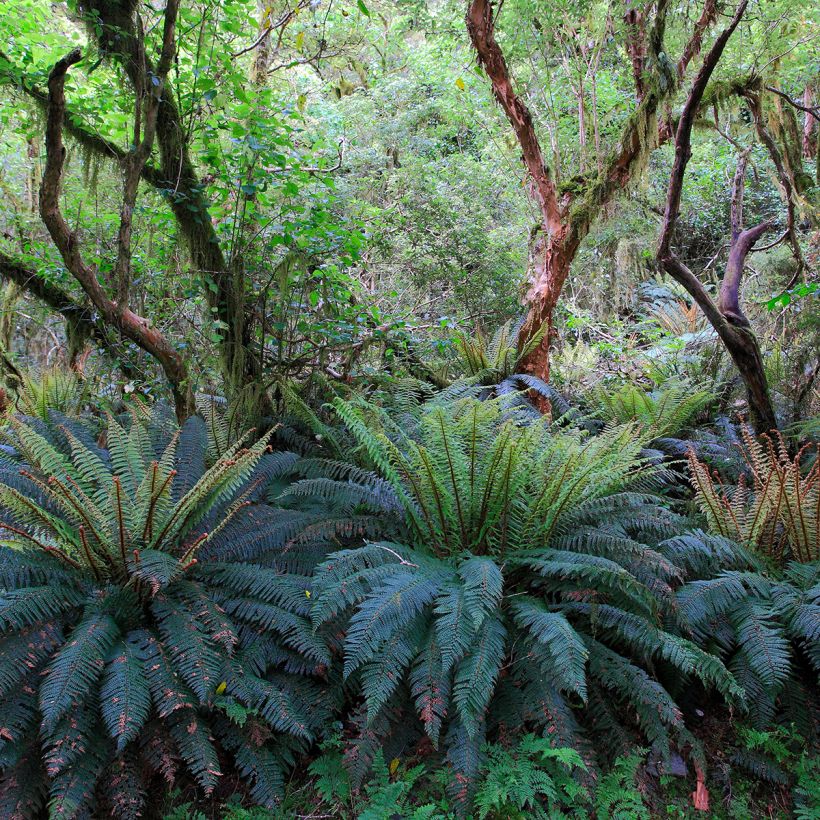 Blechnum discolor (Plant habit)