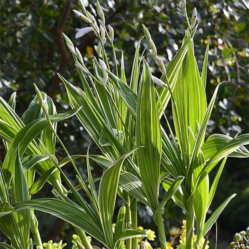 Bletilla striata Alba Variegata - Orchidée jacinthe blanche (Foliage)