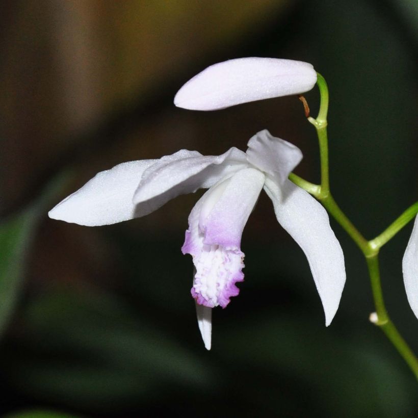 Bletilla striata Kuchi-beni - Orchidée jacinthe (Flowering)