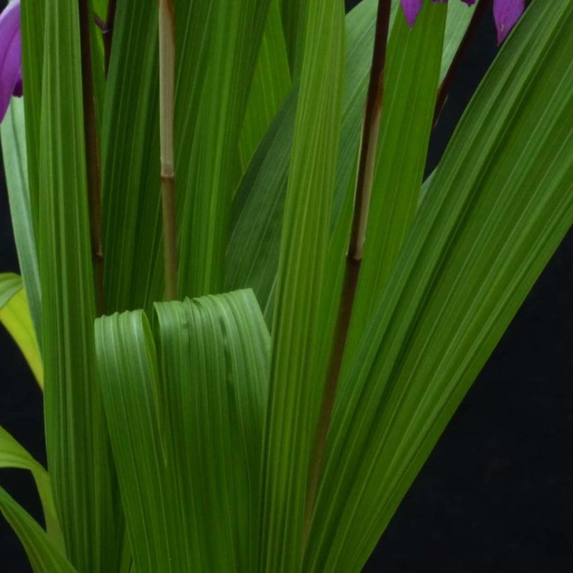 Bletilla striata Marcel Clapdrop - Orchidée jacinthe (Foliage)