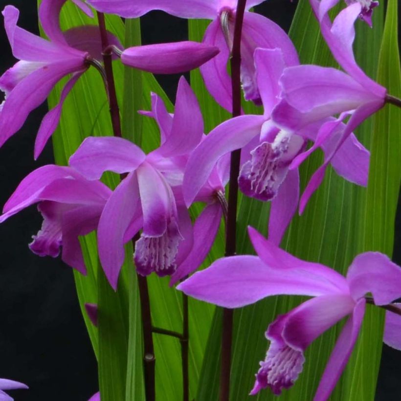 Bletilla striata Marcel Clapdrop - Orchidée jacinthe (Flowering)
