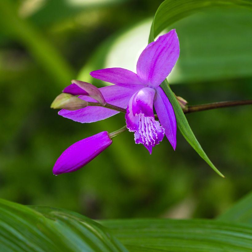 Bletilla striata Purple - Orchidée jacinthe (Flowering)