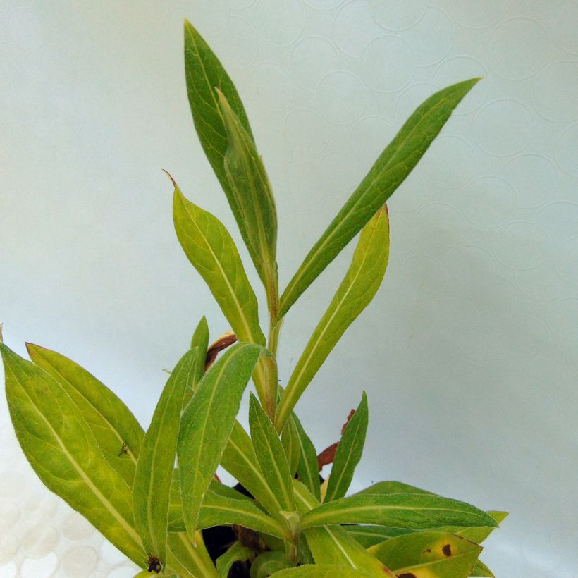Bleuet des montagnes noir - Centaurée Black Sprite (Foliage)