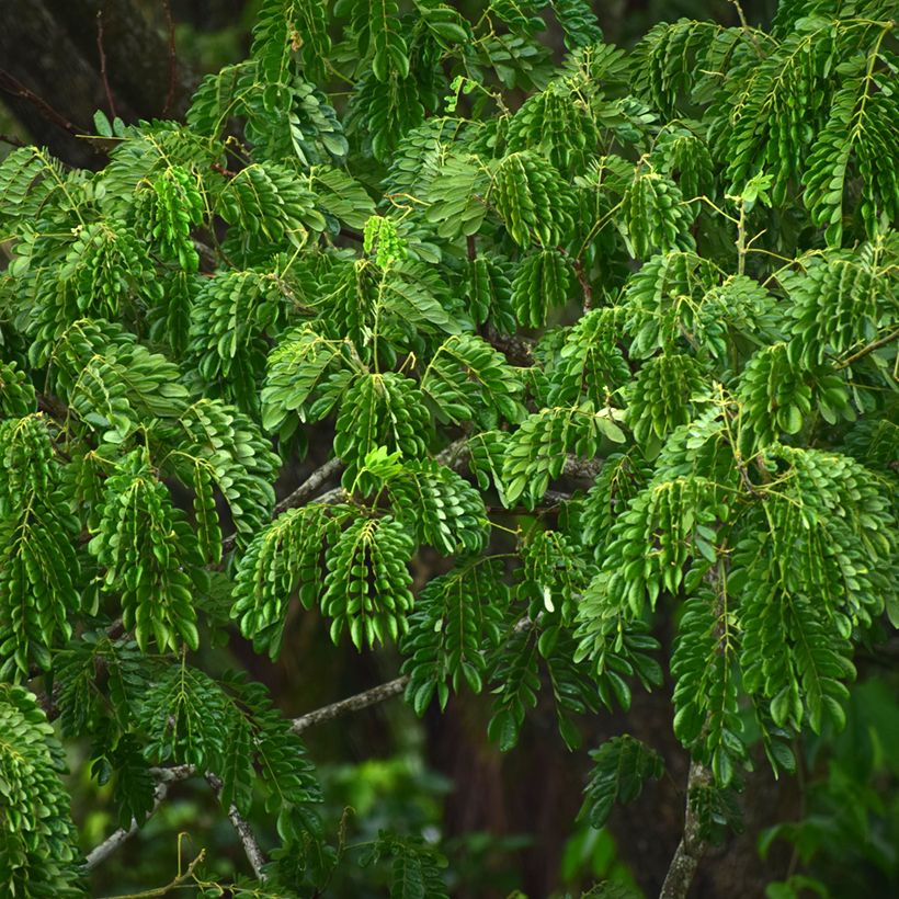Albizia lebbeck - Bois noir des Bas (Foliage)