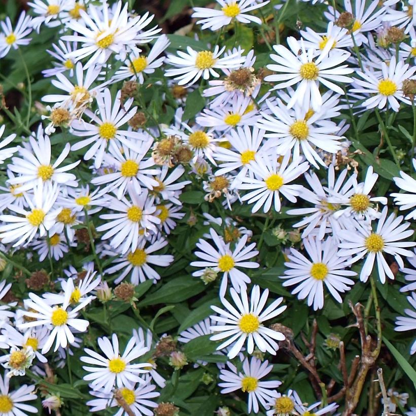 Boltonie, faux aster Latisquama - Boltonia astroides (Flowering)