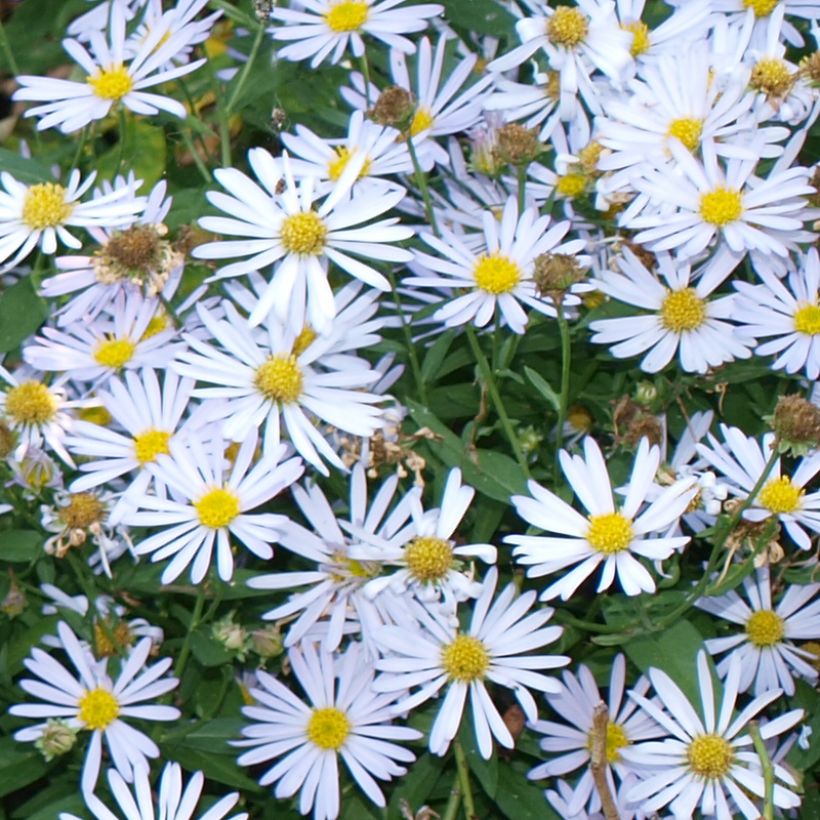 Boltonia asteroides Snowbank - Aster étoilé - Faux Aster (Flowering)