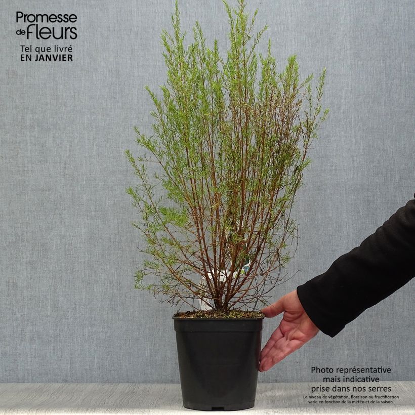 Example of Boronia (x) heterophylla Carousel Pot de 4L/5L as you get in hiver