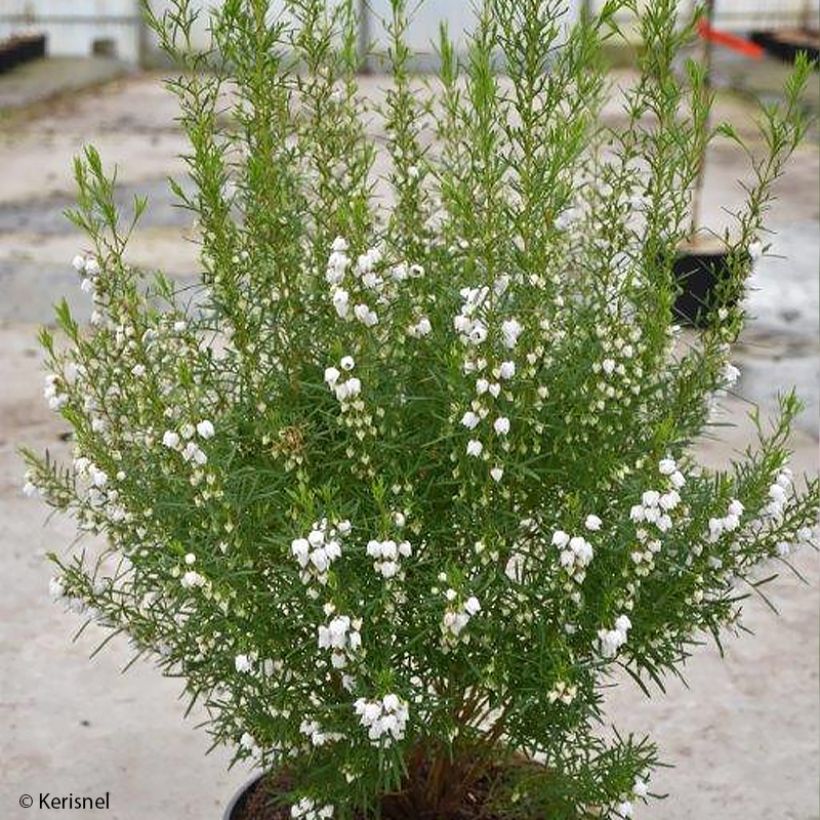 Boronia heterophylla Ice Charlotte - Boronie à feuilles variées (Plant habit)