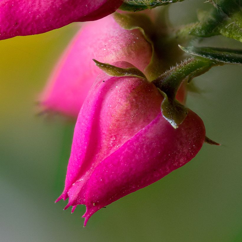 Boronia (x) heterophylla Carousel (Flowering)