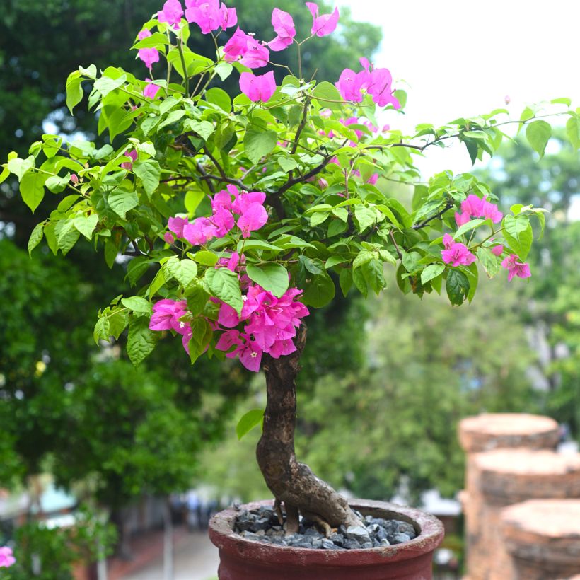 Bougainvillier Mini Thaï (Plant habit)