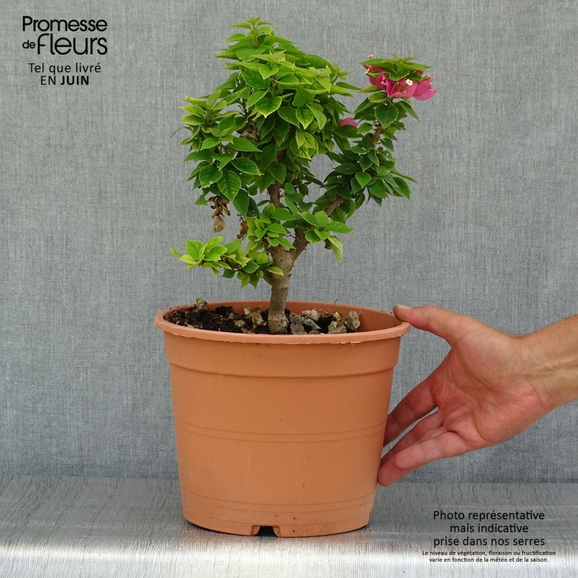 Example of Bougainvillier Mini Thaï Pot de 3L/4L as you get in ete