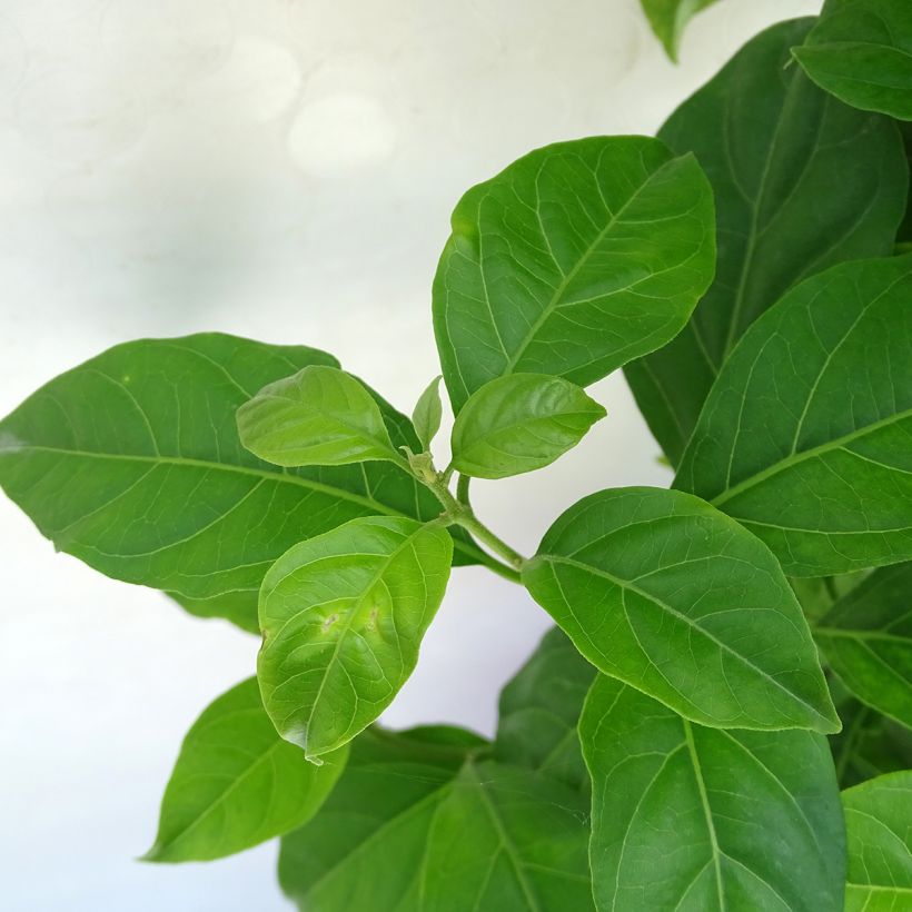 Bougainvillier Violet de Mèze (Foliage)