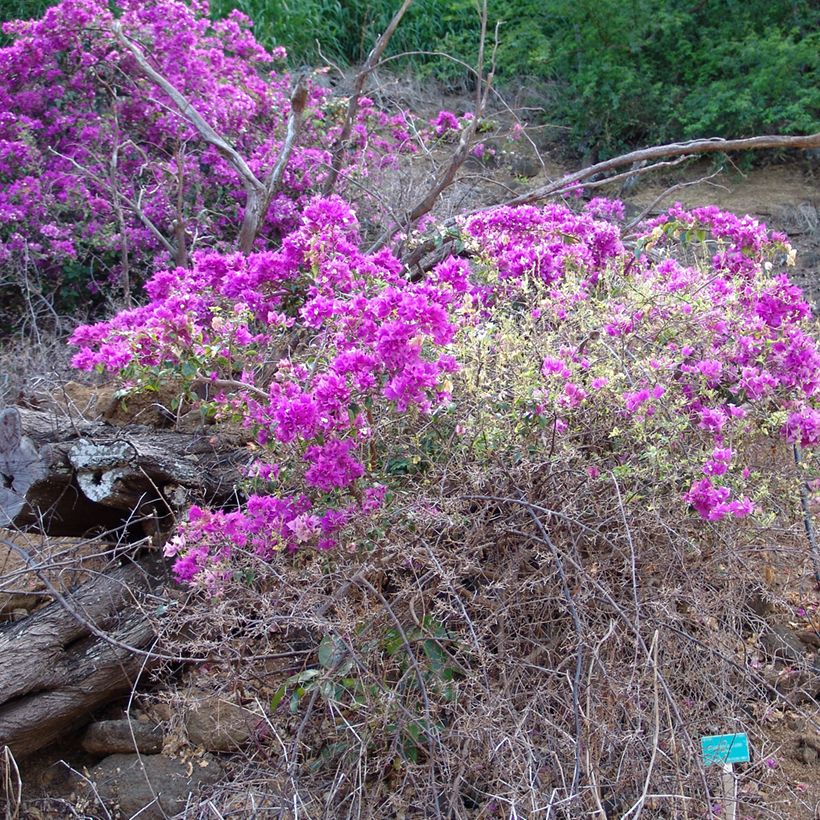 Bougainvillier glabra Variegata (Plant habit)