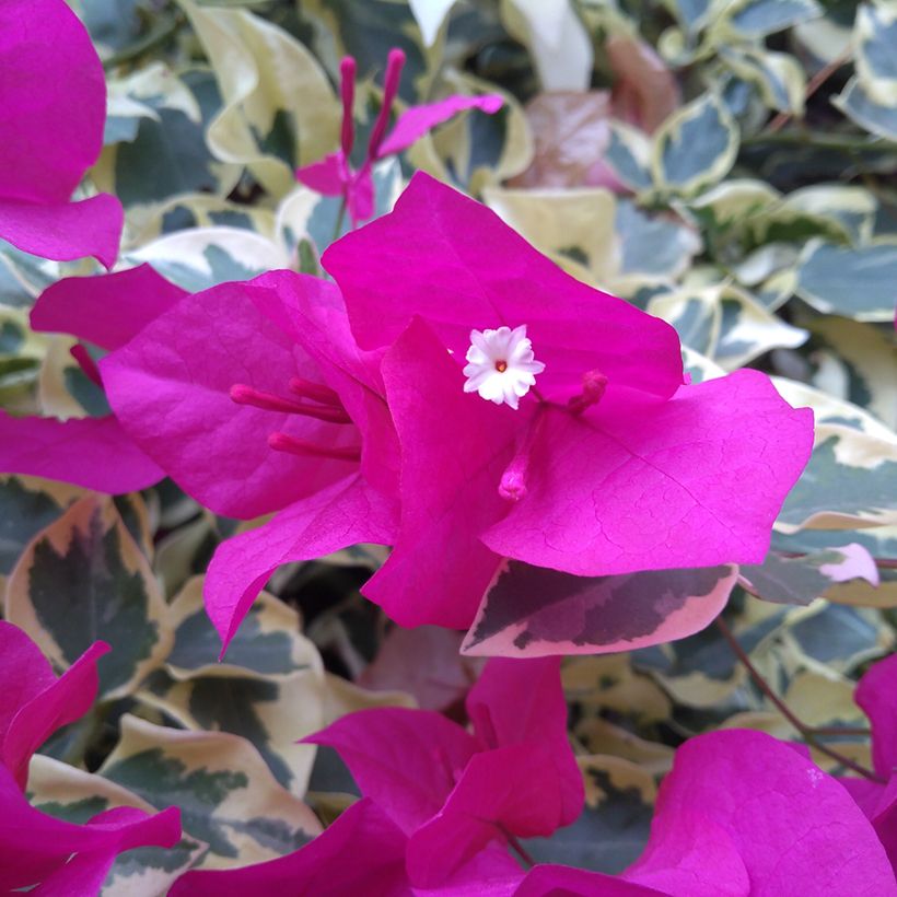 Bougainvillier glabra Variegata (Flowering)