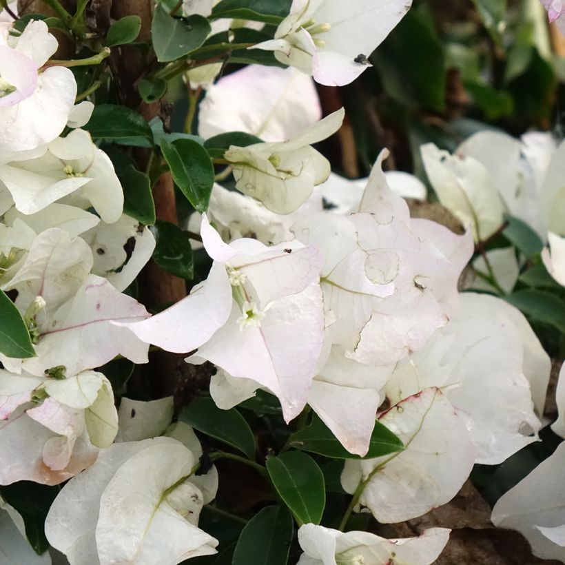 Bougainvillier spectabilis Blanc (Flowering)