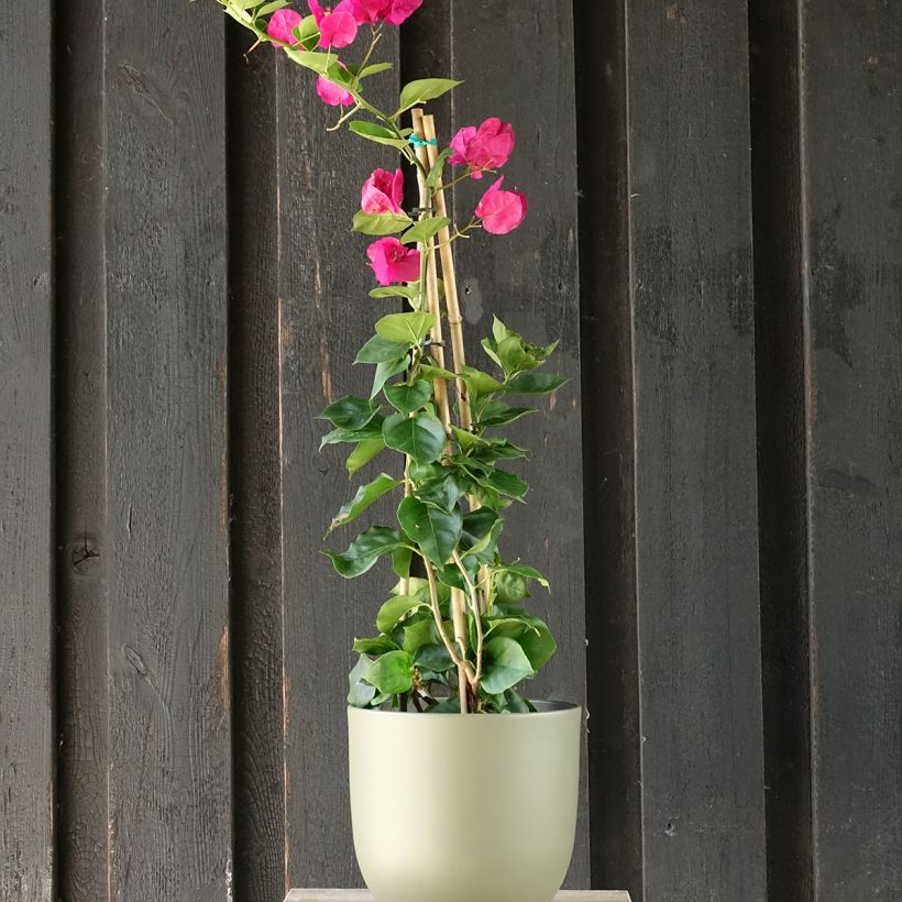 Bougainvillier spectabilis Rouge foncé (Plant habit)