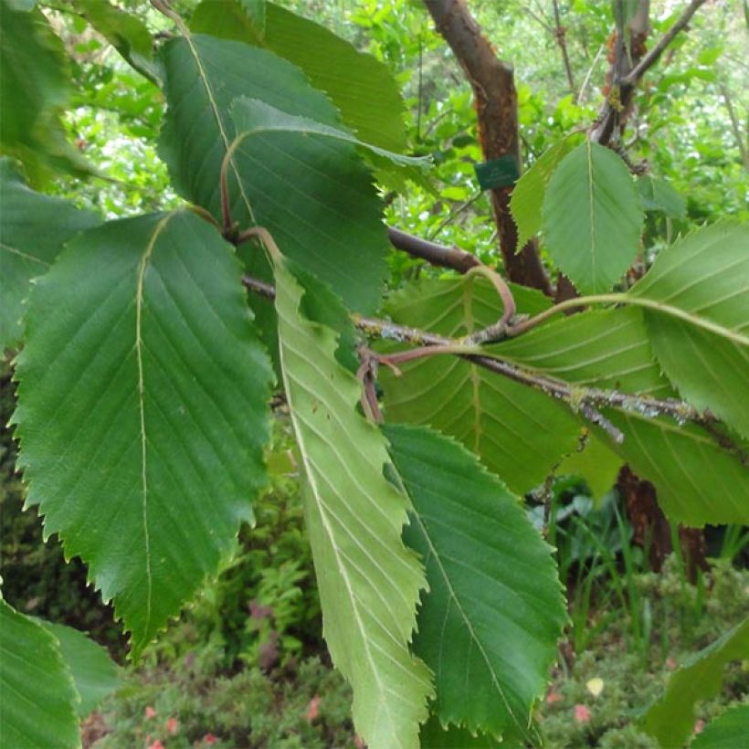 Bouleau blanc de l'Himalaya - Betula utilis var.  jacquemontii 'Doorenbos' (Foliage)