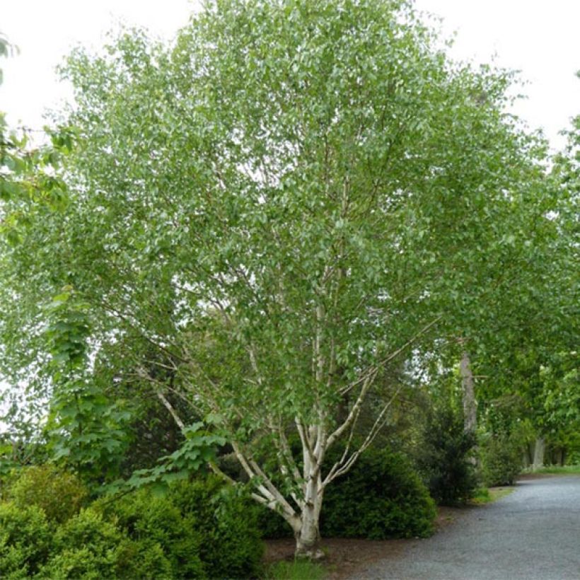 Bouleau blanc de l'Himalaya - Betula utilis var.  jacquemontii 'Doorenbos' (Plant habit)