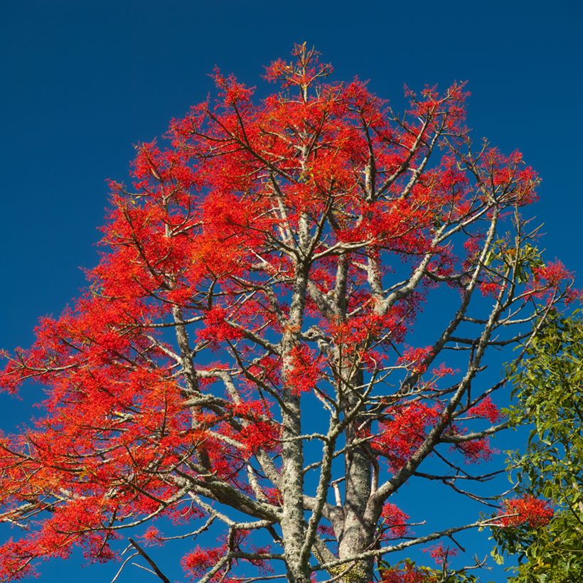 Brachychiton discolor (Plant habit)