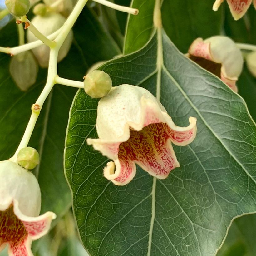 Brachychiton populneus - Kurrajong (Flowering)