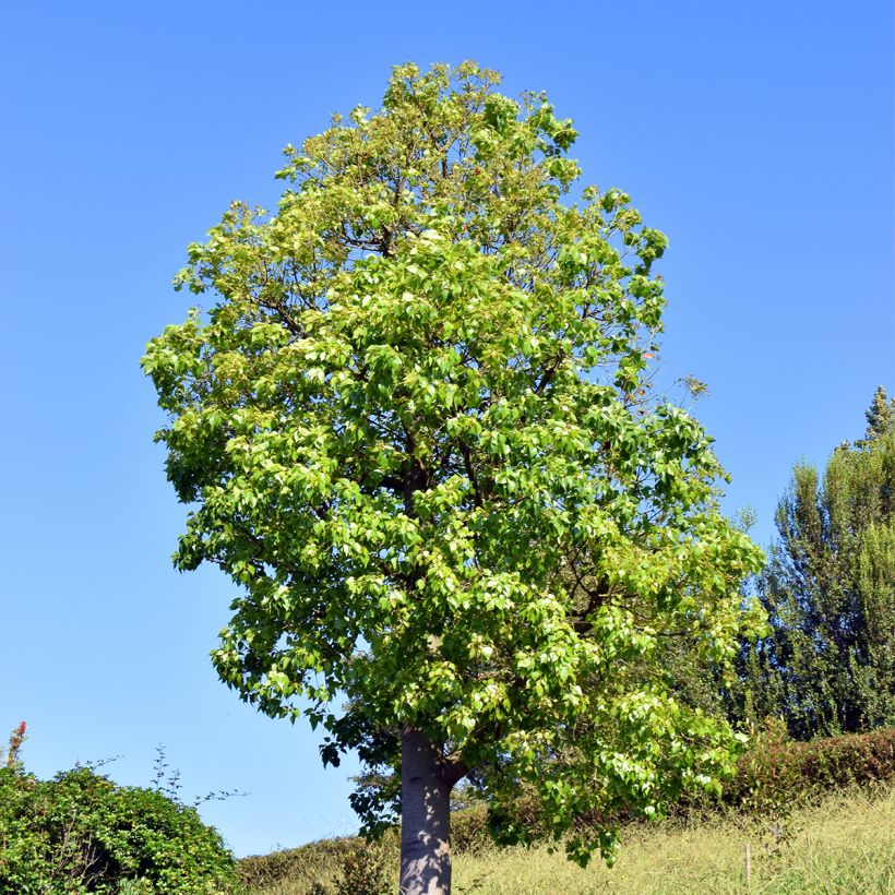 Brachychiton populneus - Kurrajong (Plant habit)