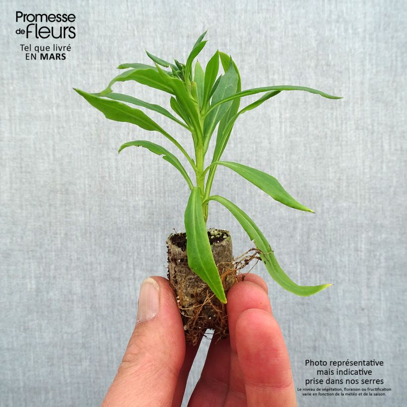Example of Bracteantha Heliana Scarlet - Immortelle Mini-motte Ø 1,5/2,5 cm as you get in printemps