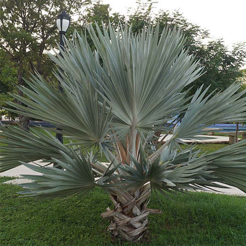 Palmier bleu du Mexique - Brahea armata (Plant habit)