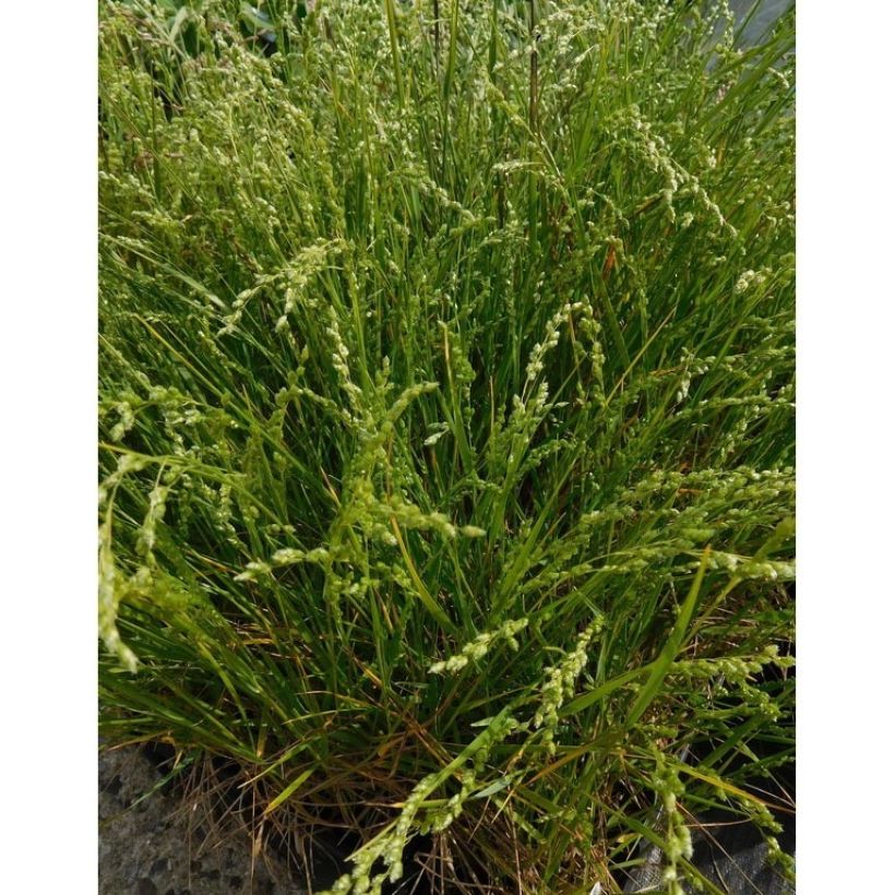 Briza triloba - Amourette (Plant habit)
