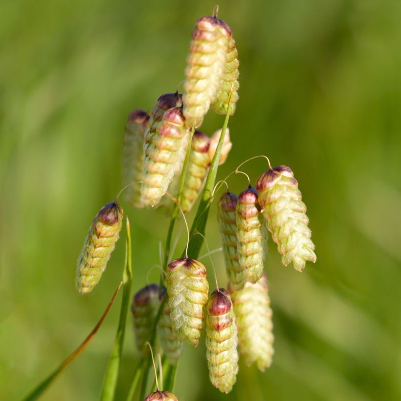 Briza maxima - Grande brize (Flowering)
