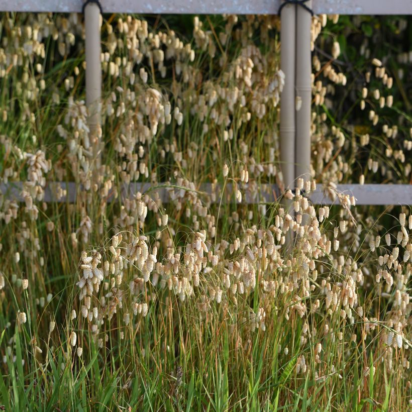 Briza maxima - Grande brize (Plant habit)