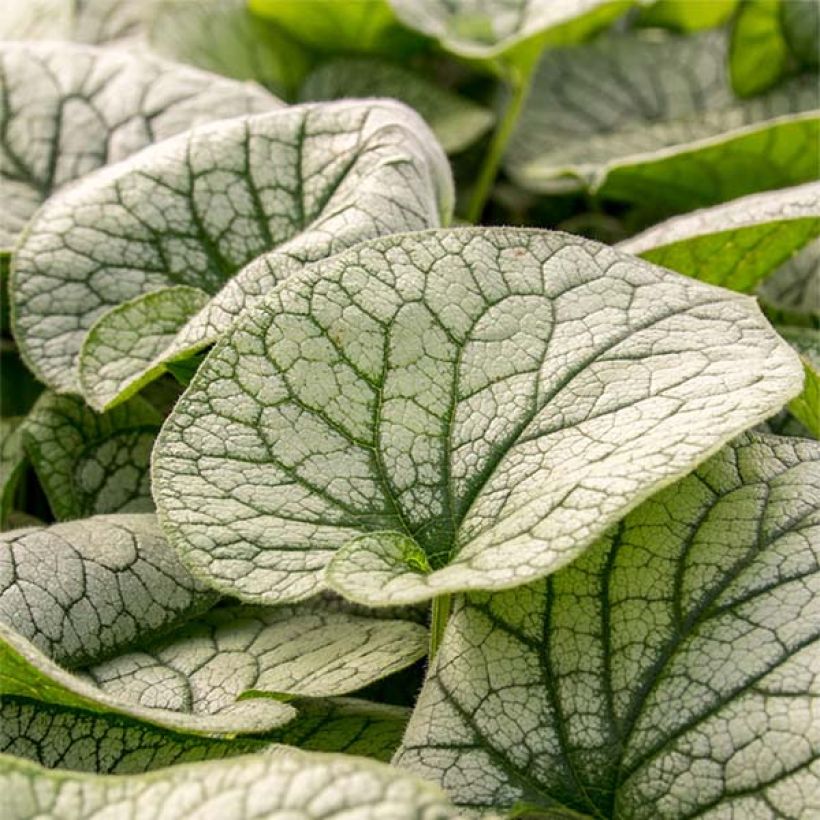 Brunnera macrophylla Alexander's Great - Myosotis du Caucase (Foliage)
