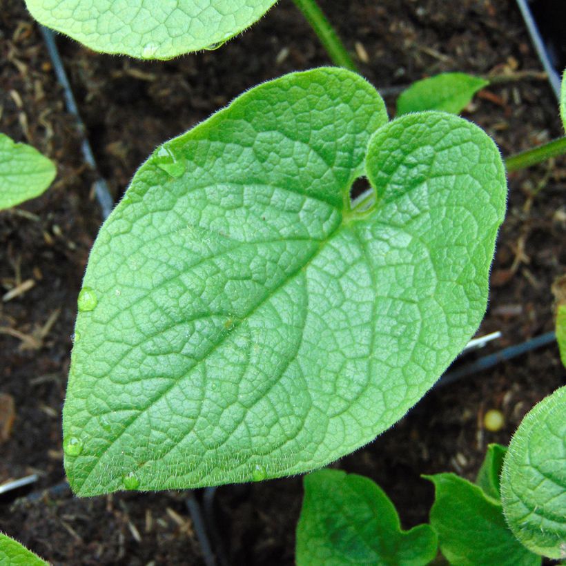 Brunnera macrophylla Betty Bowring - Myosotis du Caucase (Foliage)